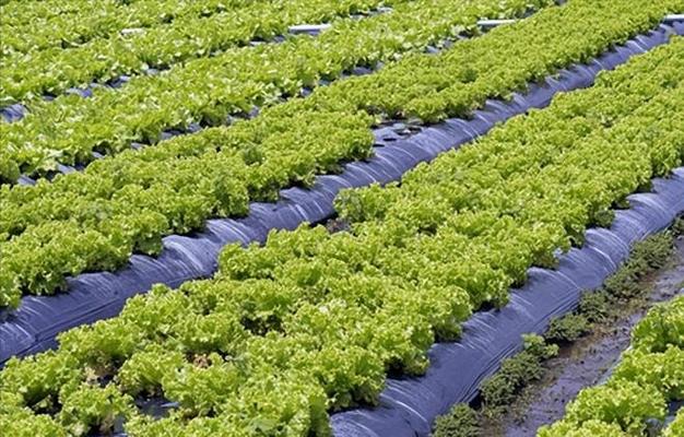 预制菜遭全网嫌弃,日本平价西餐萨利亚,预制菜遭全网嫌弃,中国市场狂